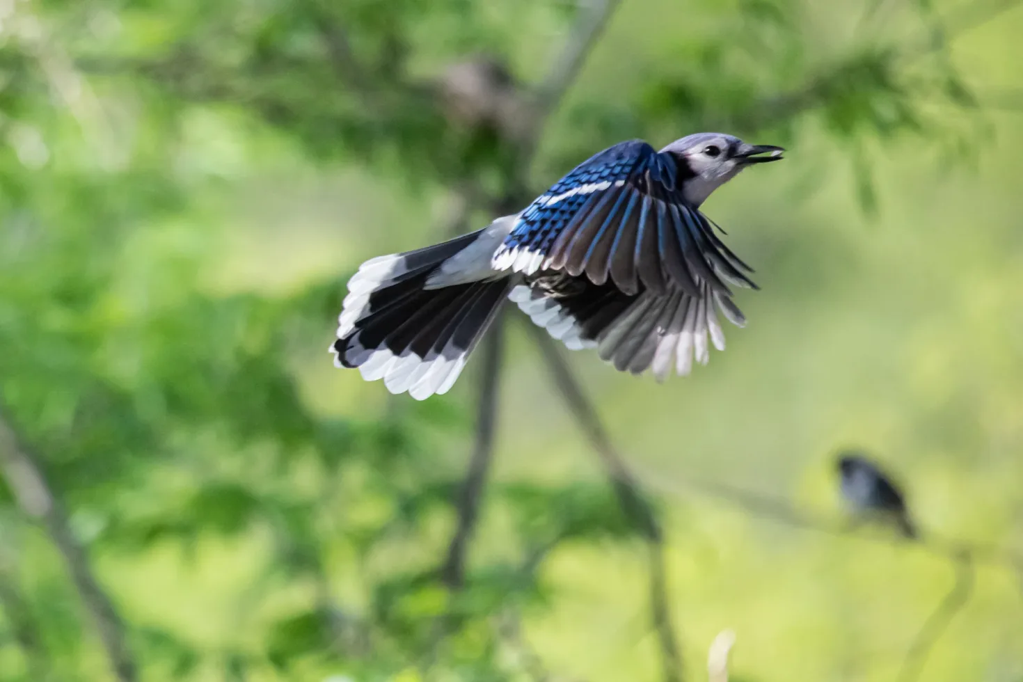 What is Flutter, and Why is it Worth Considering?